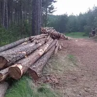 L’office national des forêts a décidé de généraliser en 2020 la vente de bois en ligne.