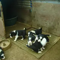De nouvelles obligations encadrent la vente de chiots ou chatons.