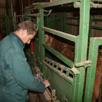 Pesée d'un veau par un technicien