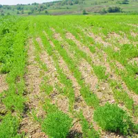 La date limite des semis a été repoussée au 20 juin.