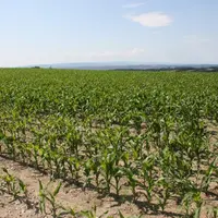 Le maïs fourrage représente désormais pour bien des éleveurs une source de rentabilité et de sérénité surtout lorsque les conditions 
climatiques pén