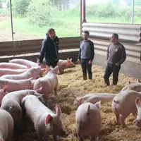 Des éleveurs fiers de leurs animaux, et des porcs sur paille heureux.