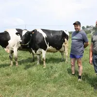L’éleveur Robert Faure et l’inséminateur Julien Marquet à côté de deux vaches équipées d’un collier.