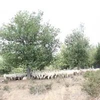 Les brebis pâturent dans les sous bois dans les pentes peu productives au bord de l’Allagnon.