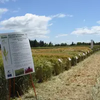 La chambre d’agriculture continue à mettre en place des essais sur différentes thématique (désherbage, travail du sol, fongicide, fertilisation…).