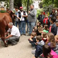 La démonstration de la traite d'une vache à la main est l'une des animations phare de l'opération sourire.
