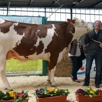 Grande Championne Montbéliarde