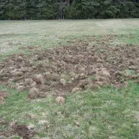 Des dégâts sur prairies.