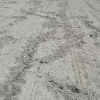À St Cirgues, les sangliers ont laissé des traces dans les parcelles de maïs de Dominique Rousset.