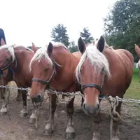 Une belle journée de concours pour les éleveurs de chevaux lourds du département.