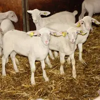 Aujourd’hui, 
43 éleveurs de l’APIV Auvergne sont engagés dans la démarche de qualité «Agneau Laiton Label Rouge», et produisent quelques 18 000 agne