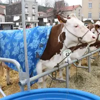 Pas de soleil et à peine 8°C en plein après-midi, certaines vaches étaient ornées d’une couverture chaude...