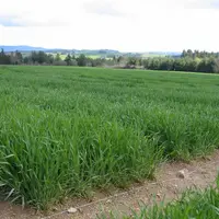 Une parcelle de triticale sur la plateforme d’essais à Sauvessanges.