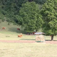 Au pâturage les animaux reçoivent un complément en foin.