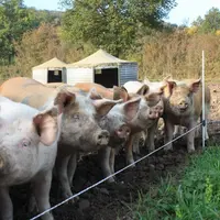 Les porcs biologiques du GAEC de l'Esparcette, à Rosières, vous attendent le 24 mars.