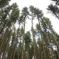 Les propriétaires forestiers auvergnats restent très attachés à leur forêt.