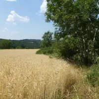 Champ de céréaes avec une haie