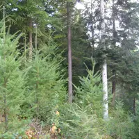 Forêt de résineux Haute-Loire