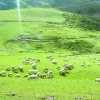 Un troupeau de mouton en pâture dans un champs.