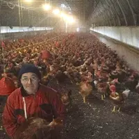 François Seret installé à Chilhac, avec ses chapons.