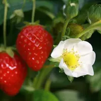 La saison 2011 est presque terminée en fraises.