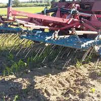 La herse étrille en plein travail de désherbage sur maïs.