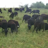 L’élevage à l’herbe et en particulier la production ovine, sont les grands gagnants de ce bilan de santé de la PAC.