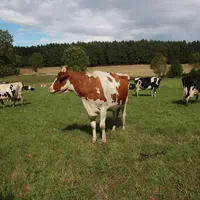 Dans un communiqué le 30 mars, la FNPL appelle les producteurs de lait à «prendre part à l’effort collectif pour lisser les volumes de lait dus au pic
