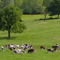 La crise économique et financière impacte le prix des terres agricoles. Mais le foncier agricole apparaît aujourd’hui comme une valeur refuge pour cer