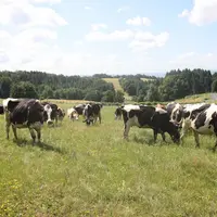 Vaches laitières au pâturage