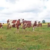 Les éleveurs de Haute-Loire dont le revenu est déjà grevé par les hausses de charges, n'accepteront pas des baisses du prix du lait.