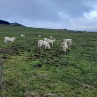 Prairie du Mézenc ravagée par les campagnols terrestres, et pâturées par des génisses.
