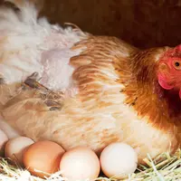 Poule au nid avec des oeufs