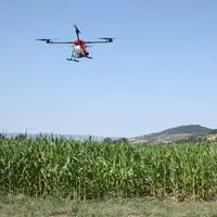 à Siaugues, le drone vole 3 mètres au dessus du maïs pour larguer les graines de couverts végétaux.