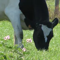 Sous nos climats, les prairies stockent en moyenne autant de carbone que les forêts, tant qu’elles ne sont pas labourées.