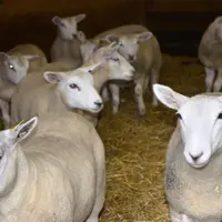 Parmi les nouveautés de l’aide ovine 2015, un critère à respecter est le ratio de productivité minimal, à 0,4 agneau vendu/brebis/an.