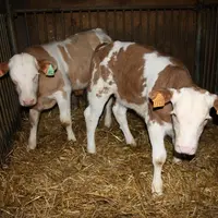Les Veaux des Monts du Velay et Forez sont exclusivement nourris 
au lait entier.