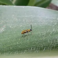 La chrysomèle est un petit coléoptère qui s’attaque aux racines de maïs.