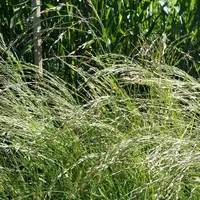 Des essais seront visibles lors de la journée Tech&Bio, comme ici avec au premier plan du Teff Grass et à l’arrière le sorgho Pipper.