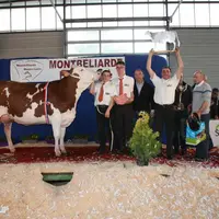 Lune de Miel du Gaec du Pivert (exploitation du président de «Montbéliarde Haute-Loire», Jean-Claude Rolly), a été sacrée Miss Montbéliarde 2018 le 8