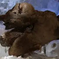 Khroma, le bébé mammouth le plus vieux du monde sera présenté en exclusivité mondiale au musée Crozatier du Puy-en-Velay. Son état de conservation éta