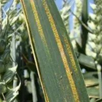 Pustules de rouille jaune sur feuillage