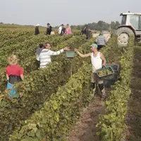 En 2014, c’est la viticulture qui tire son épingle du jeu.