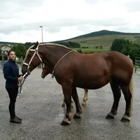C’est pas la pluie qui va arrêter Cindy Issartel et sa jument Anita de Mercuret, qui remporte un 1er prix.