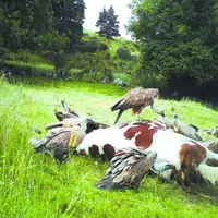 Les vautours en plein festin...