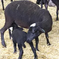 Pour l’aide ovine, en plus des 18 € de base, il existe 3 majorations.