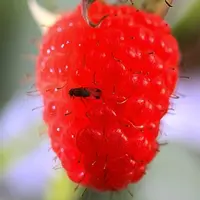 Drosophila suzukii, un insecte de 3 mm de long. Reconnaissable grâce à sa couleur rousse (noire pour les autres types de drosophiles) et aux tâches so