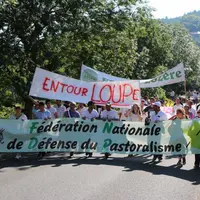 Jeudi 26 juillet au matin, 1500 brebis sont entrées dans Mende. La veille, elles avaient fait le chemin 
du Mont Lozère jusqu’aux hauteurs de la vill