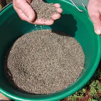 En 2018, le rendement moyen en Lentille Verte du Puy a été très faible: 5,5 qx/ha.