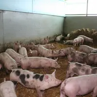 Dans cette affaire, les porcs n’y sont pour rien ! Le virus H1N1 qui circule au Mexique se transmet d’homme à homme par voie respiratoire.